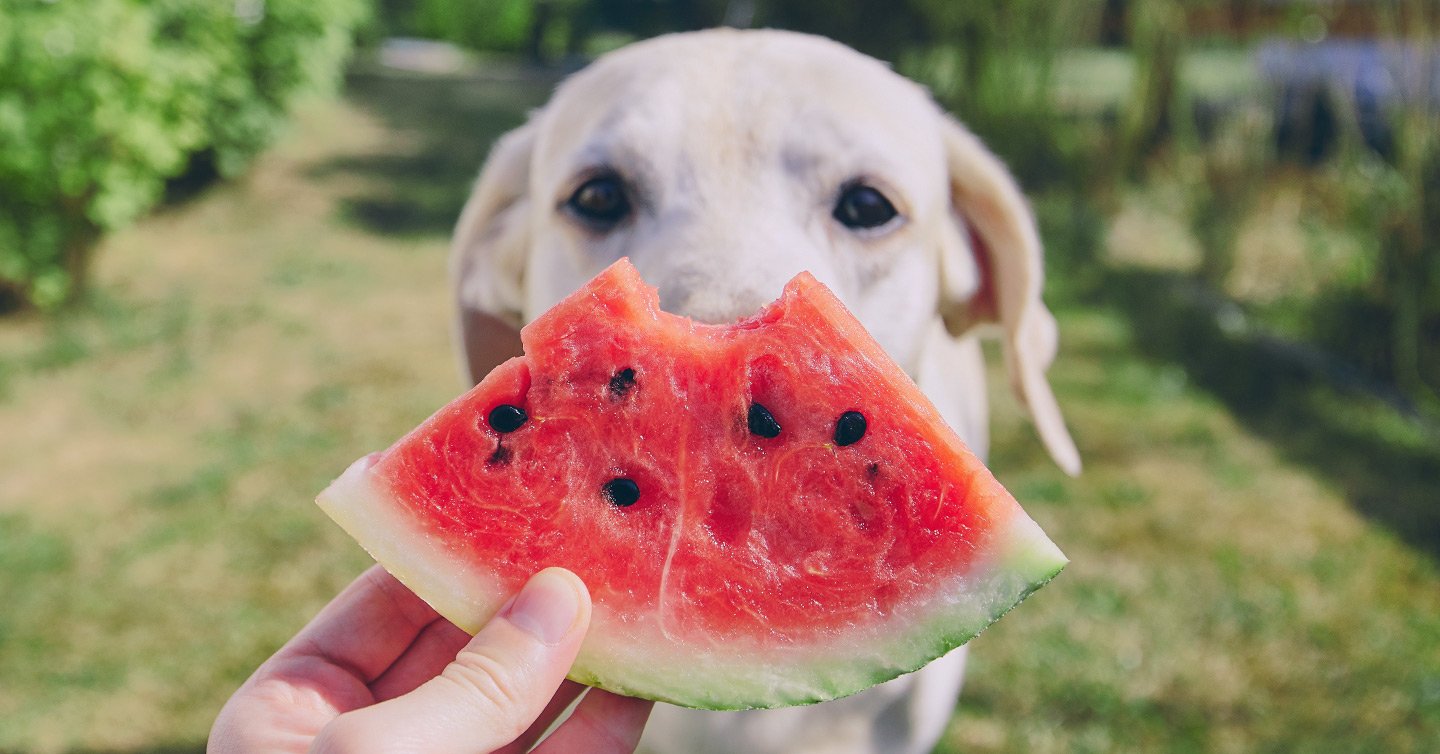 Can Puppies Eat Watermelon Seeds