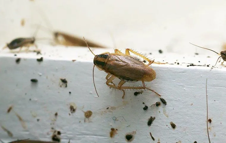 How To Bad Is It To Have Pests In Your Home? - carefulu.com