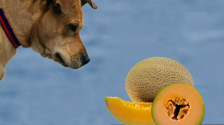 can-dogs-eat-cantaloupe